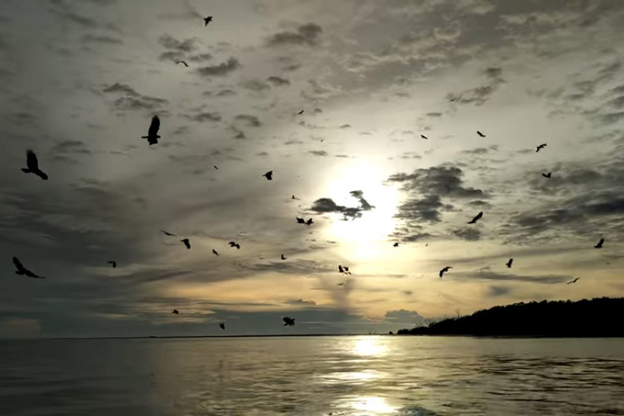Eagle Feeding at Selangor River During Sun Set